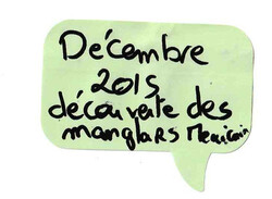 Découvertes des mangroves Mexicaines